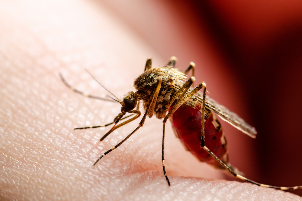 Atenção com os cuidados para prevenir a chikungunya